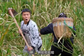 鱼腥草为啥云贵川把它当宝，其他地方把它当草？你们能接受它吗视频封面