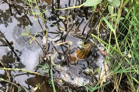 第一次见这么大的泡子黄鳝！视频封面