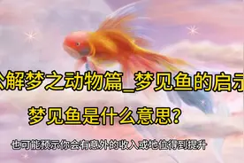 周公解梦之动物篇_梦见鱼#周公解梦 #梦见鱼视频封面
