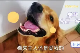 主人对我的爱有很多种，挨骂也是其中一种，耳朵笑着和她握手认错