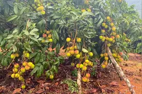 广西妃子笑荔枝一个星期左右上市，今年的荔枝特别的少，价格也贵