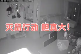 灭鼠行动 发现胆大的人 恐！视频封面