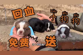 母狗跟它儿子近亲繁殖出来的小狗睁眼睛了，没想到这么好看！视频封面