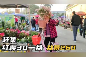 赶集红樱三角梅30元一盆，粉丝讲价23元买了一棵重瓣红视频封面