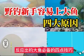 野钓新手容易上大鱼的四大原因，反应出钓大鱼必备的四点技巧视频封面