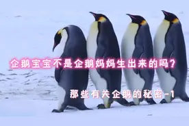 萌萌的企鹅宝宝到底是怎么出生，怎么孵化成小企鹅的呢？