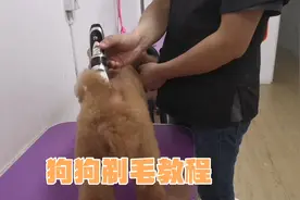 宠物美容师教你如何在家给狗狗剃毛！视频封面