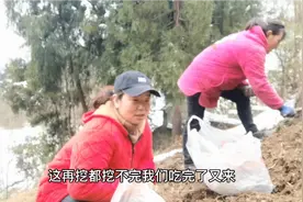 三姐约起伙伴，踩着积雪去挖臭草根，哪想收获还是很不错视频封面