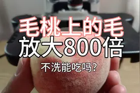 毛桃上面的毛放大800倍，毛桃不洗能吃吗？接触过毛桃就浑身痒