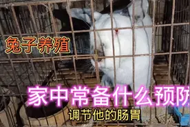 现在养兔越来越难养，5年养兔经验的阿军告诉你，家中常备那些视频封面
