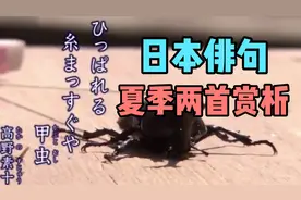 有世界最短的诗之称的日本俳句，夏季两首赏析视频封面