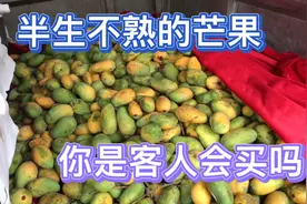 这些半生不熟的芒果，很多客人看了扭头就跑。如果是你会买来吃？视频封面