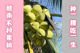 越南农村家家都有的果树，栽一棵吃一辈子，365天不断开花结果视频封面