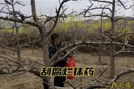 甘肃农村苹果树刮腐烂，抹药治腐烂病，晚饭妈妈炒菜吃馍视频封面