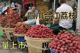 四川能种荔枝吗？种出来的荔枝是麻辣味？价格比两广荔枝贵几倍视频封面