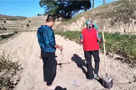 实拍甘肃农村大妈捕捉地鼠，这可是技术活，农村大妈抓地鼠是专家视频封面