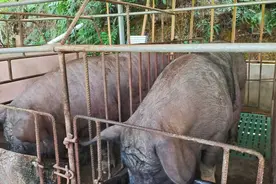 淘汰两头挑食不贪吃的土黑母猪，3块一斤，村里一户已淘汰20头