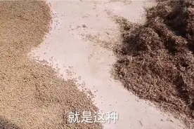 小赵教你制作颗粒料全部过程，你觉得这样做的颗粒料好吗？视频封面