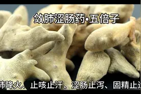 五倍子，是属植物还是动物性中药？产生的复杂过程为您揭晓答案。视频封面