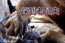 狗子的脚被老鼠夹夹住，最终导致截肢，太可怜了视频封面