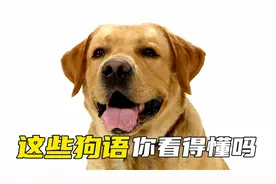 这些狗语，你真的看得懂吗？你还知道哪些狗语？