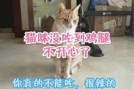 猫咪看见鸡腿就想吃，告诉它很辣不能吃，它还不高兴了视频封面