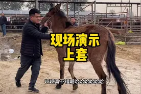 骡子比驴听话，是干活的好手！涛子现场演示训骡子，能拉车视频封面