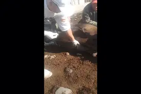 牛阉割术视频封面