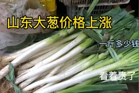 山东大葱价格上涨，看看今天一斤多少钱？看着贵了！