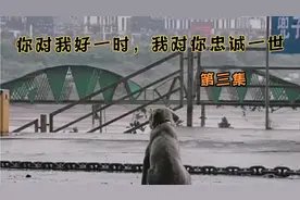 救小女孩受伤后的狗狗，仍坚持不懈找主人，最后终团聚视频封面