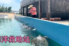 火山岛海洋救助站，有几种国家保护动物，有活化石之称的中华鲎视频封面
