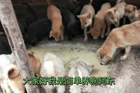 用土方法自然给狗降温就好，可以不用中草药。