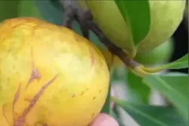 岭南山竹，庭院果树，产量高粗生易长，四季常绿视频封面