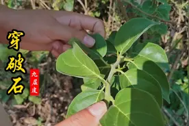 穿破石又名九层皮，中医大哥托进山帮忙采挖，根部颜色金黄亮眼！