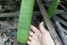 见识一种超级大的豆。视频封面