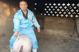 给母猪输精应该注意以下几点，决定配种是否成功！视频封面