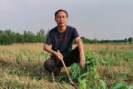 玉米苗割头能增产，是真事还是骗局？小伙说服父母亲自给大家试验视频封面