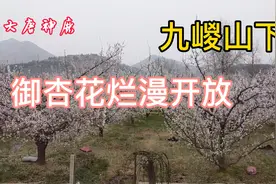 实拍陕西礼泉县烟霞镇山底村杏花烟雨，九嵕山下一片花海视频封面