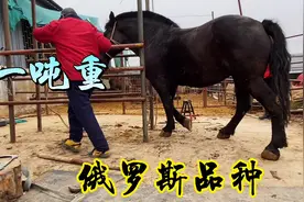 俄罗斯品种的重型马膘肥体壮，一匹马足有一吨重，拉车干活好帮手视频封面