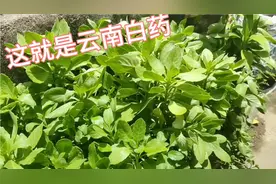 农村到处都是这种草，名叫云南白药，不知道你们的怎么叫视频封面