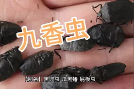 中药九香虫的作用与功效。@老中医柳兴印 @全国劳模宋兆普