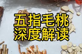 五指毛桃 深度解读 教你一些你能用到的知识视频封面