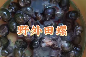 广西钦州，野外田螺。吃了它们活神仙啊，美味清鲜爽口视频封面