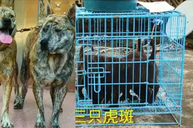 纯种原生态虎斑犬霸气，颜值高，猎性好，看家护院猎斗两用视频封面