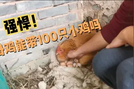 1只母鸡能带100只小鸡吗？孵蛋母鸡老逃跑，竹林围追堵截才抓回视频封面