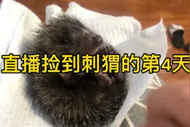 刺猬很可怜，我来帮帮他，2个小时清理出32只蜱虫视频封面