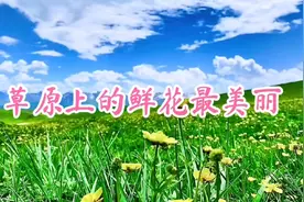 很火的一首歌《草原上的鲜花最美丽》，蓝天上的白云最美丽视频封面