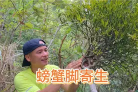 粤西农村山上的枫林寄生，形似螃蟹四肢，称为螃蟹脚，泡茶甘甜。视频封面