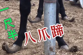 “八爪蹄”后看像大镰刀，前看像蜘蛛脚，一刀切下一尺长，真解压视频封面