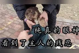 刚满月的小奶狗被无情抛弃，纯真的眼神，却看到了主人的残忍视频封面